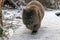 Cute, fluffy wombat walking on the snowy ground in winter in Tasmania, Australia