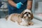 Cute fluffy yorkshire terrier looking at camera during medical treatment