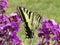 Cute fluttering yellow tiger swallowtail butterfly on purple flowers