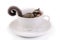 Cute flying squirrel in white ceramic cup.