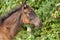 Cute Foal, baby Horse curious looking