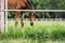 Cute foal looks out of fence