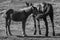 Cute foal with mare in pasture black and white. Two horses in field monochrome. Rural ranch life.