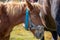 Cute foal with mare in pasture close up. Portrait of horse. Rural ranch life. Animal family concept.