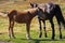 Cute foal with mare in pasture. Two horses in field. Rural ranch life. Animal family concept. Young foal and mother horse grazing.