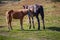 Cute foal with mare in pasture. Two horses in field. Rural ranch life. Animal family concept. Young foal and mother horse grazing.