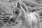 Cute foal roaming the Gower Peninsula