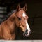 Cute foal in stable, elegant equine, adorable young horse