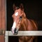 Cute foal in stable, elegant equine, adorable young horse