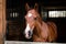 Cute foal in stable, elegant equine, adorable young horse