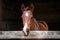 Cute foal in stable, elegant equine, adorable young horse