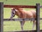 Cute Foal wearing a bridle