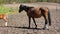 Cute foals on the meadow