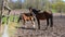 Cute foals on the meadow