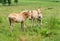 Cute foals in pasture, Austria