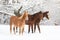 Cute foals on snow-covered meadow