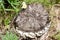 Cute forest stump with beautiful texture surface