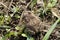 Cute Fowler\'s or American Toad - Anaxyrus - Morgan County Alabama USA