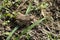 Cute Fowler\'s or American Toad - Anaxyrus - Morgan County Alabama USA