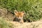 Cute fox cub at the entrance of the den