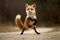 cute fox dancing in the middle of a jungle, road, ground Generative AI.