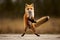 cute fox dancing in the middle of a jungle, road, ground Generative AI.