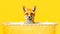 A cute fox enjoys a bath surrounded by soap bubbles on a vibrant yellow background