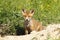 Cute fox puppy looking at the camera