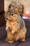 Cute Fox Squirrel Begging For Food
