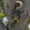 A Cute Fox Squirrel Wedged in Tree Limbs with Pecan in Mouth