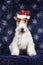Cute foxterrier with christmas hat