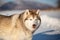 Cute, free and happy siberian Husky dog sitting on the snow in winter forest on sunny day