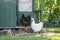 Cute free range chickens seen about to lay eggs in a hen house.