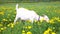 Cute free range goatling on organic natural eco animal farm freely grazing in meadow background. Domestic goat graze