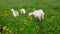 Cute free range goatling on organic natural eco animal farm freely grazing in meadow background. Domestic goat graze