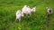 Cute free range goatling on organic natural eco animal farm freely grazing in meadow background. Domestic goat graze