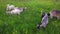 Cute free range goatling on organic natural eco animal farm freely grazing in meadow background. Domestic goat graze