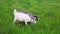 Cute free range goatling on organic natural eco animal farm freely grazing in meadow background. Domestic goat graze