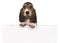 Cute french basset puppy hanging over a white wooden board with space for text