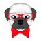 Cute french bulldog boy portrait with bow tie, glasses. Hand drawn dog face, anthropomorphic fashion pug illustration for