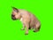 Cute french bulldog dog chrome key green screen side profile looking down