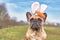 Cute French Bulldog dog dressed up as easter bunny wearing a headband with big rabbit ears and plush carrot on head