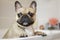 Cute french bulldog dog grooming routine bath tub