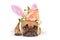 Cute French Bulldog dog lying on floor dressed up with rabbit ears headband