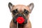 Cute French Bulldog dog with red kiss lips photo prop in front of white background