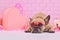 Cute French Bulldog dog wearing pink heart shaped Valentine\\\'s day glasses