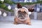 Cute French Bulldog dog wearing reindeer antler headband lying down on white blanket in fornt of Christmas tree with gifts