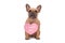 Cute French Bulldog dog wearing Valentine`s Day heart with text `I woof you` around neck on white background