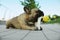 Cute French bulldog gnawing bone treat outdoors. Lovely pet