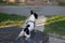 Cute french bulldog having a bath in the city fountain on a hot spring day